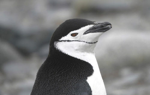 chinstrap penguin